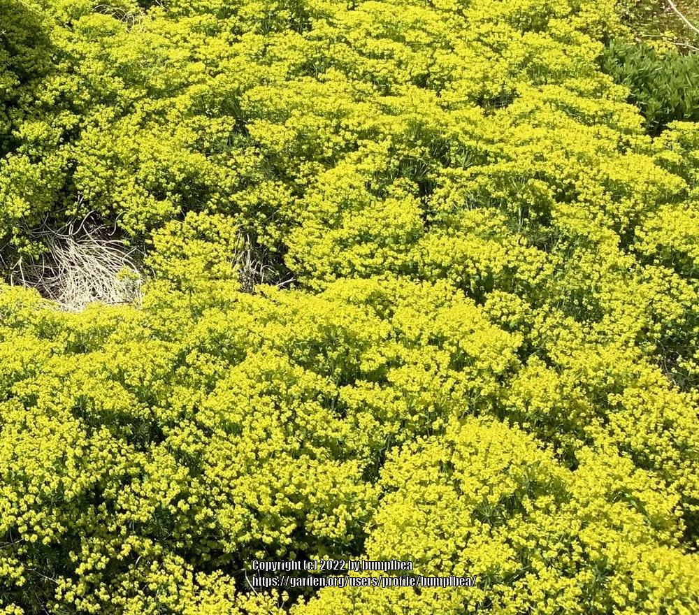 Photo of Cushion Spurge (Euphorbia epithymoides) uploaded by bumplbea