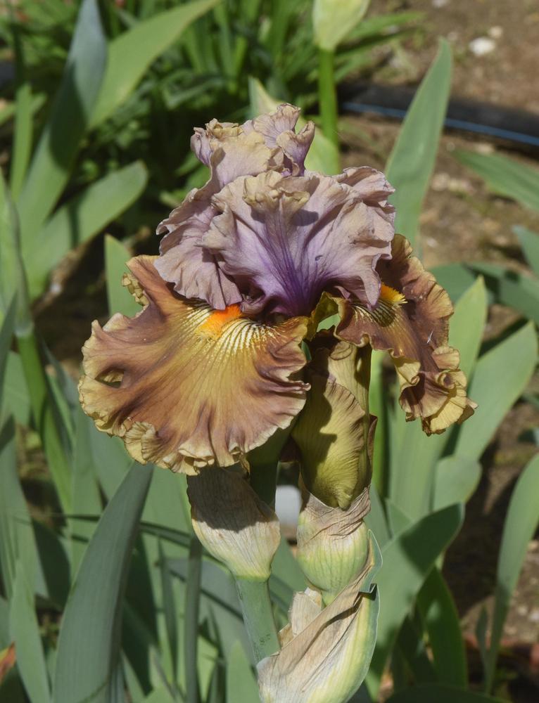 Photo of Tall Bearded Iris (Iris 'Ancient Secrets') uploaded by cliftoncat