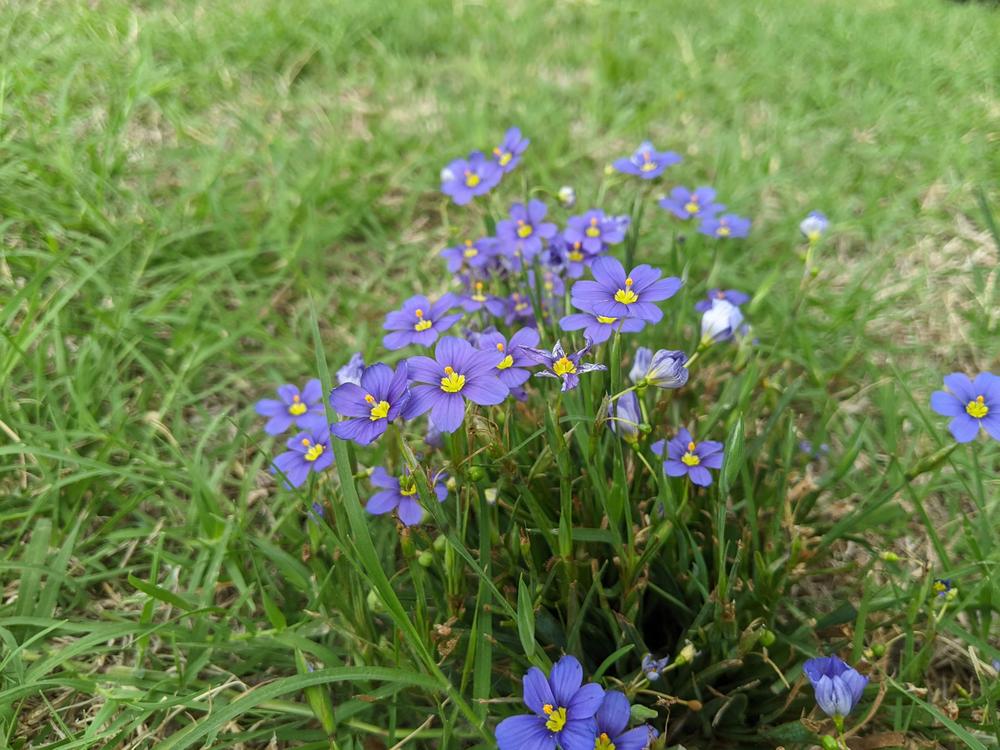 Photo of Narrowleaf Blue-Eyed Grass (Sisyrinchium angustifolium) uploaded by dave