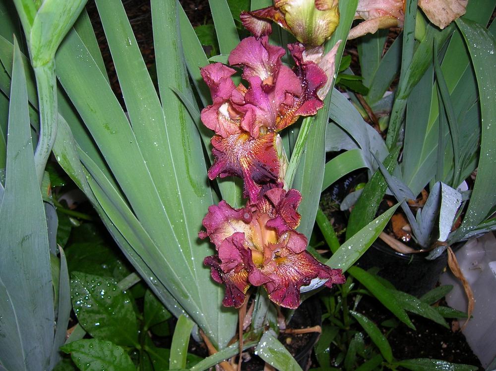 Photo of Tall Bearded Iris (Iris 'Paprika Fono's') uploaded by glendolyn