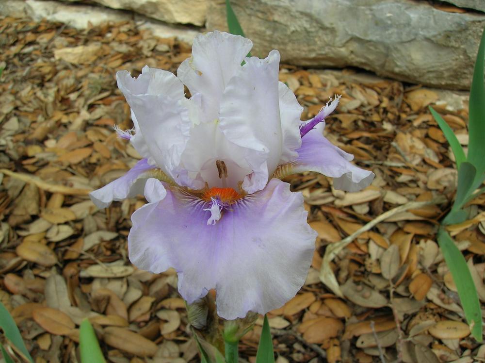 Photo of Tall Bearded Iris (Iris 'Stolen Identity') uploaded by glendolyn