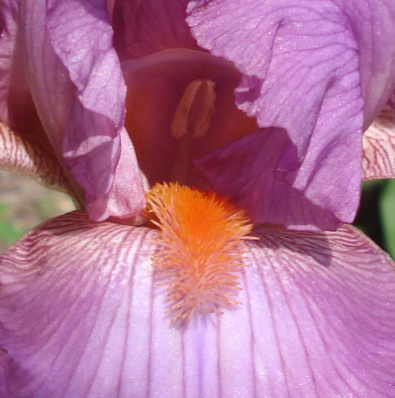 Photo of Tall Bearded Iris (Iris 'Hortensia Rose') uploaded by lovemyhouse