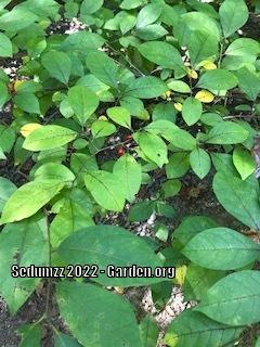 Photo of Spicebush (Lindera benzoin) uploaded by sedumzz