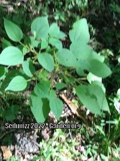 Photo of Smallspike False Nettle (Boehmeria cylindrica) uploaded by sedumzz