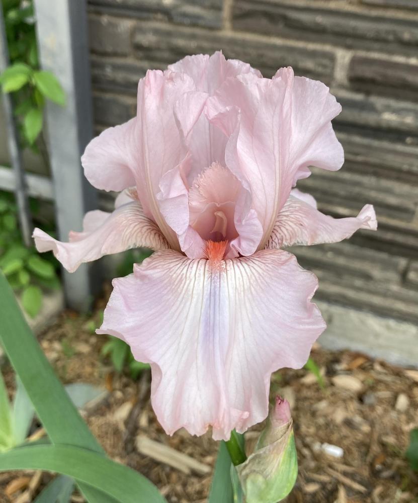 Photo of Tall Bearded Iris (Iris 'Vanity') uploaded by txtreehugger