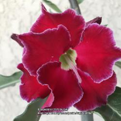 Location: Tampa, Florida
Date: 2022-04-28
My beautiful deep red grafted desert rose, ‘Border X CA’