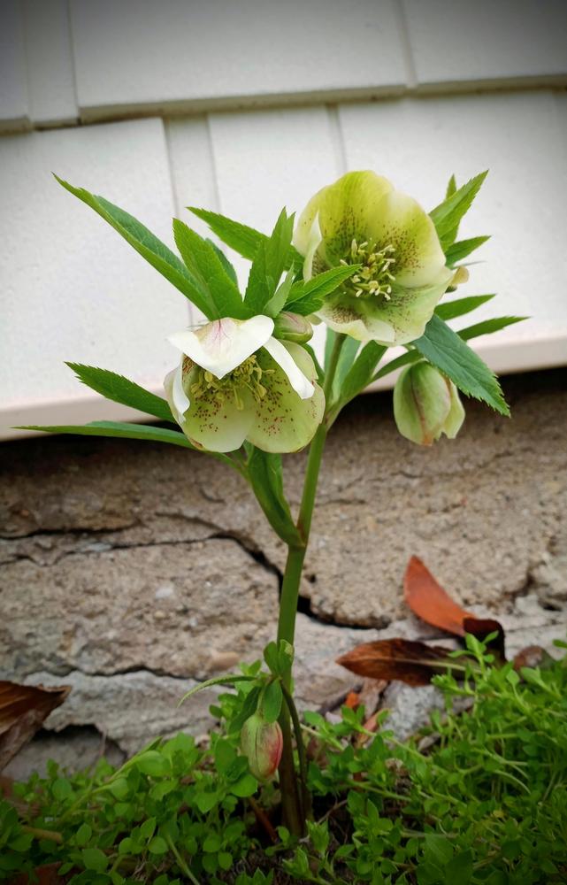 Photo of Lenten Rose (Helleborus x hybridus) uploaded by JayZeke