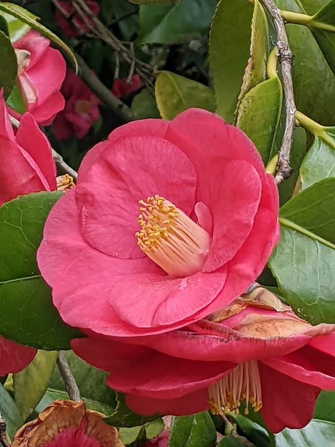 Photo of Camellias (Camellia) uploaded by Joy
