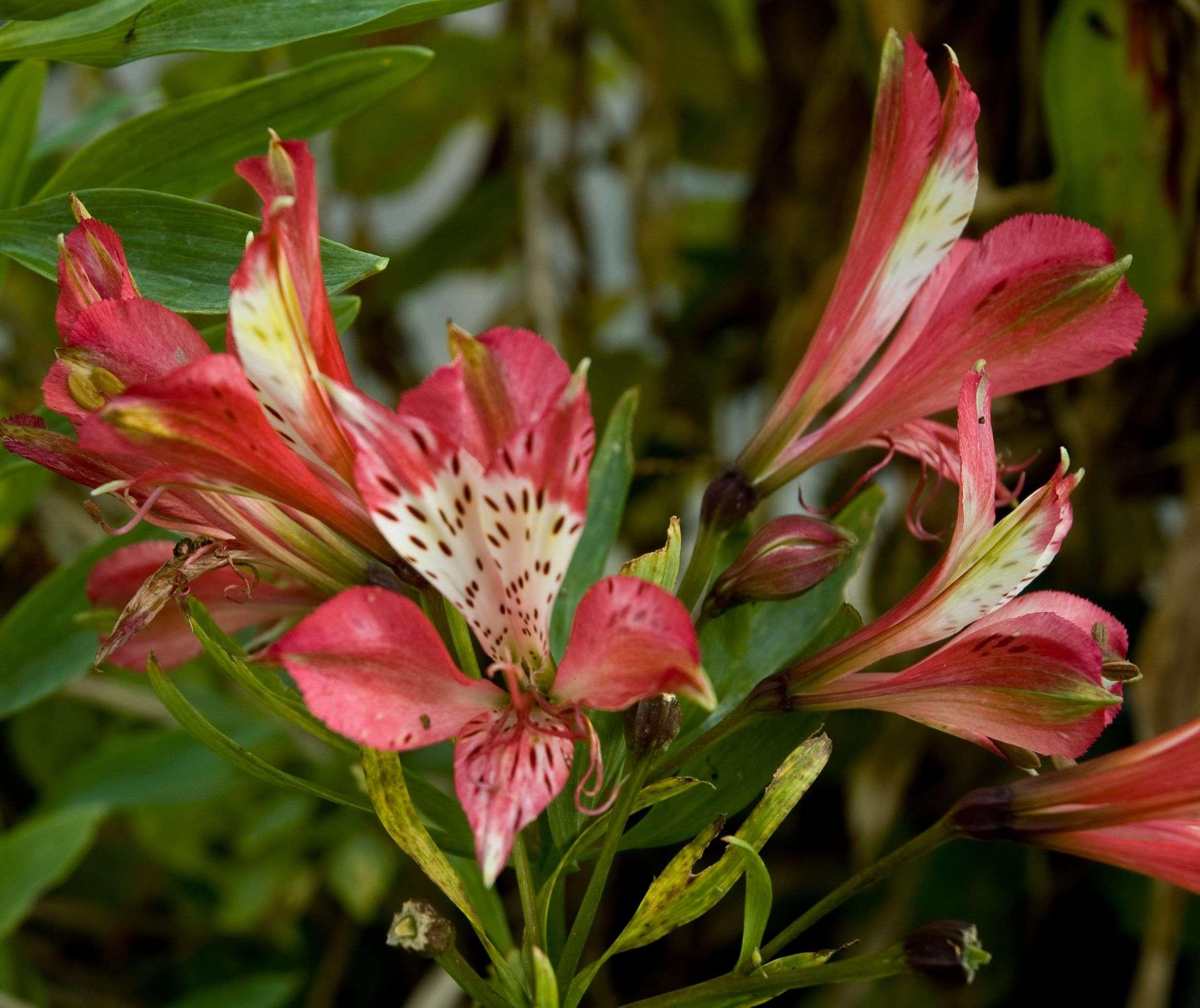 Photo of Peruvian Lily (Alstroemeria 'Freedom') uploaded by Joy