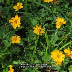 Location: Southern Pines, NC
Date: April 25, 2022
Earred Coreopsis #135; RAB page 1122, 179-69-8. AG page 28, 55-55