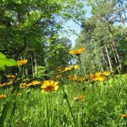 Location: Southern Pines, NC
Date: April 25, 2022
Earred Coreopsis #135; RAB page 1122, 179-69-8. AG page 28, 55-55