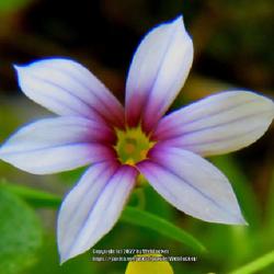 Location: Aberdeen, NC
Date: April 26, 2022
Narrowleaf Blue-eyed grass #140; RAB page 326, 46-2-4. AG p.515, 