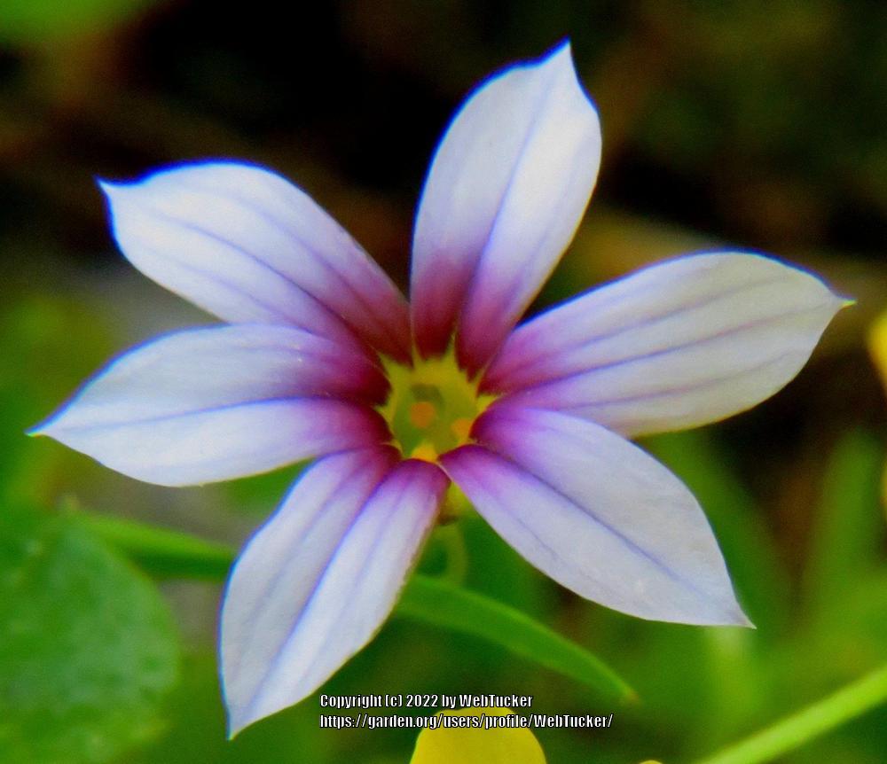 Photo of Narrowleaf Blue-Eyed Grass (Sisyrinchium angustifolium) uploaded by WebTucker