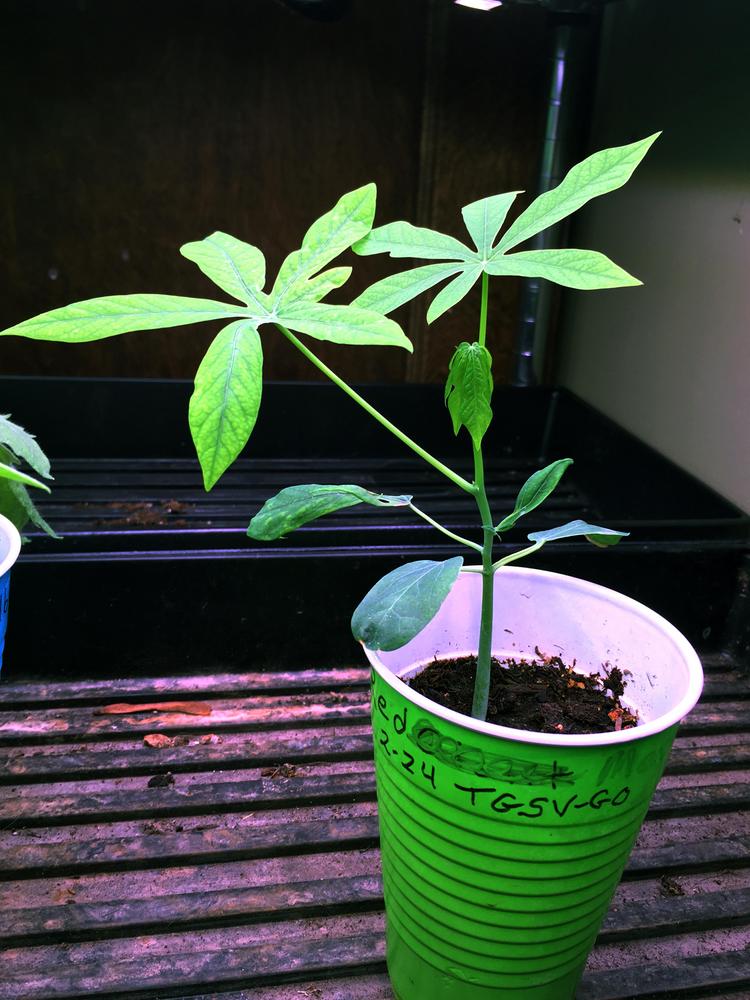 Photo of Tapioca Plant (Manihot esculenta) uploaded by antsinmypants