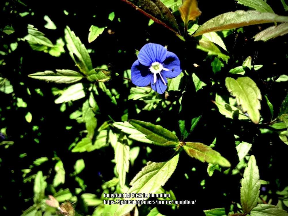 Photo of Speedwell (Veronica peduncularis 'Georgia Blue') uploaded by bumplbea