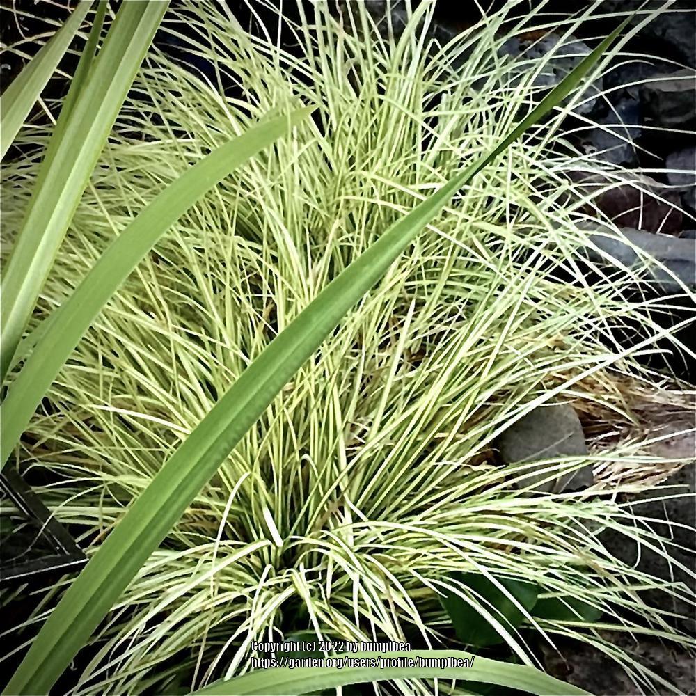 Photo of Sedge (Carex oshimensis 'Evergold') uploaded by bumplbea