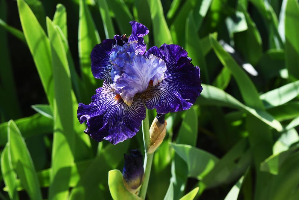 Photo of Tall Bearded Iris (Iris 'Bratislavan Prince') uploaded by cliftoncat