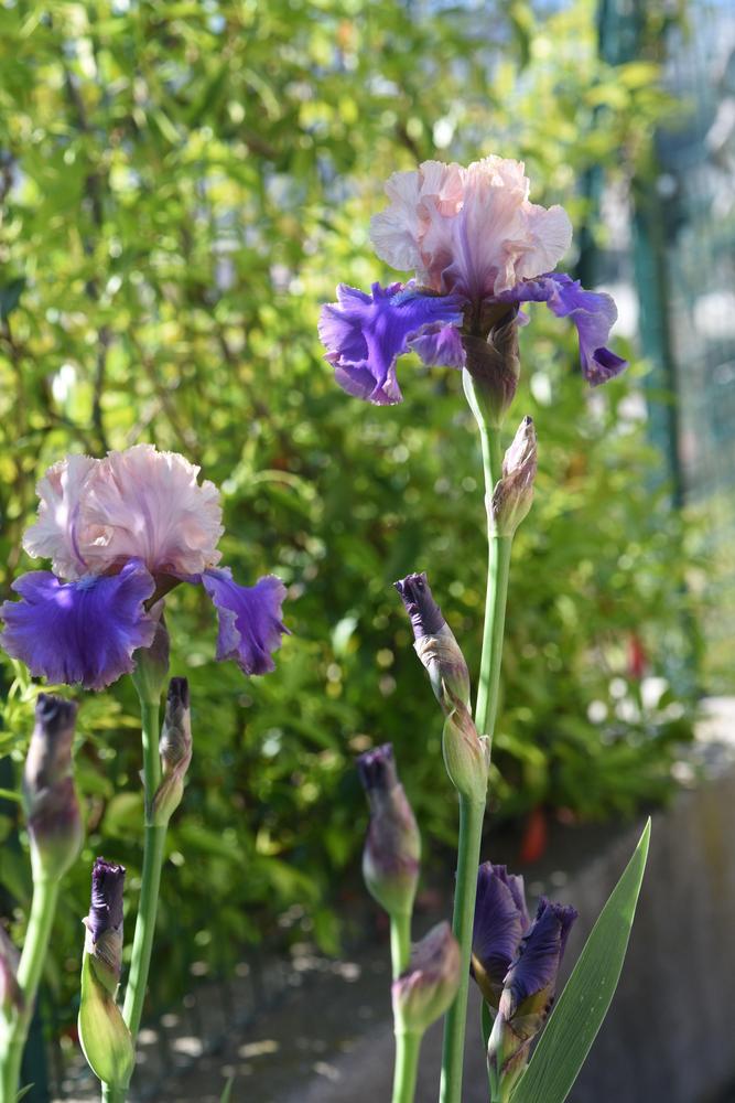 Photo of Tall Bearded Iris (Iris 'Florentine Silk') uploaded by cliftoncat
