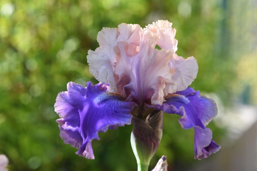Photo of Tall Bearded Iris (Iris 'Florentine Silk') uploaded by cliftoncat