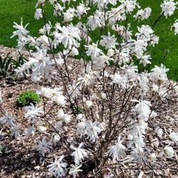 Location: Ann Arbor, Michigan
Date: 2022-04-27
Fragrant Star Magnolia, stellata