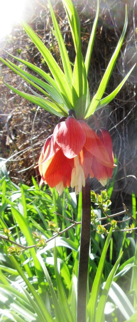 Photo of Crown Imperial Fritillaria (Fritillaria imperialis) uploaded by janelp_lee