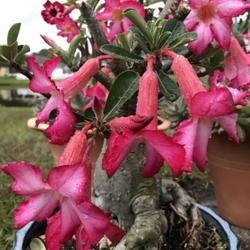 Location: Tampa, Florida
Date: 2022-04-29
My 10 year old desert rose seedling is loving the rain!