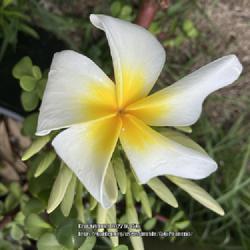 Location: Tampa, Florida
Date: 2022-04-30
Finally! My first plumeria bloom of the year. My own seedgrown, p