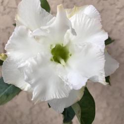 Location: Tampa, Florida
Date: 2022-04-29
My grafted white desert rose, ‘White Angel’.