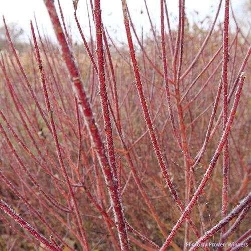 Photo of Red Twig Dogwood (Cornus sericea subsp. sericea Arctic Fire® Red) uploaded by Joy