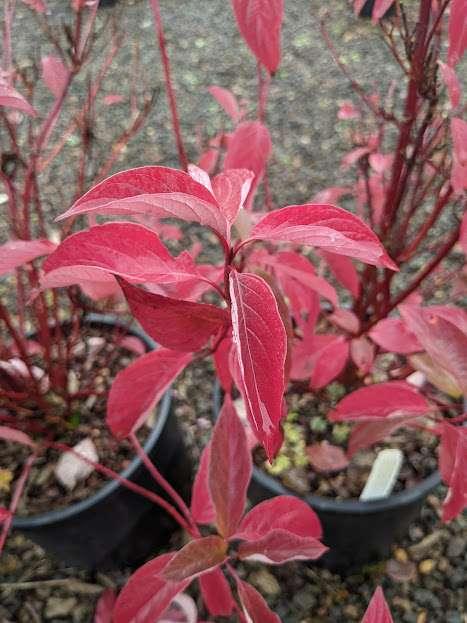 Photo of Red Twig Dogwood (Cornus sericea subsp. sericea Arctic Fire® Red) uploaded by Joy