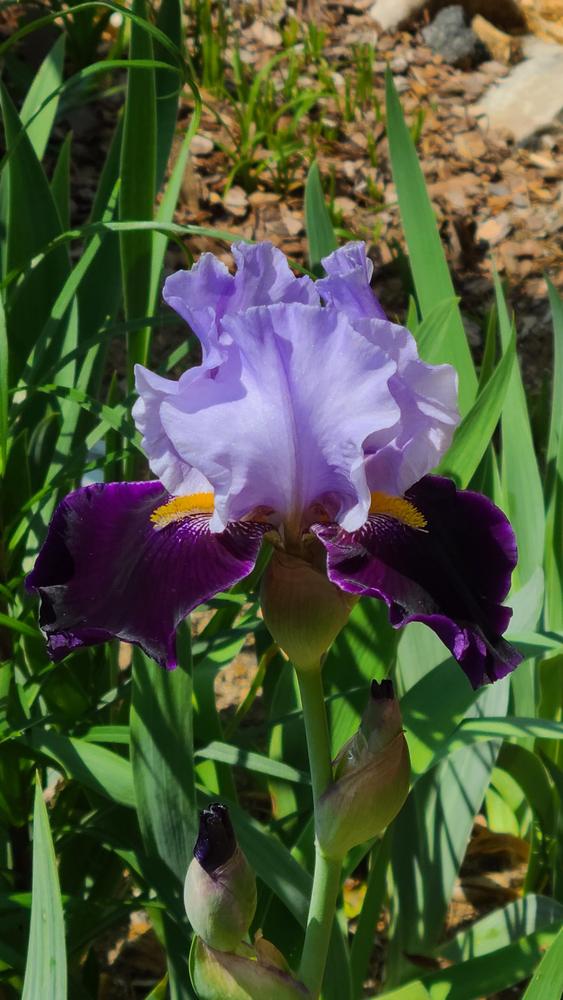 Photo of Tall Bearded Iris (Iris 'Habit') uploaded by LoriMT