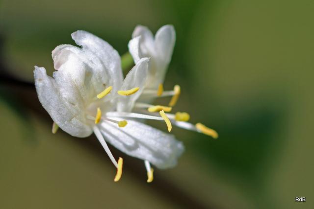Photo of Winter Honeysuckle (Lonicera fragrantissima) uploaded by RuuddeBlock