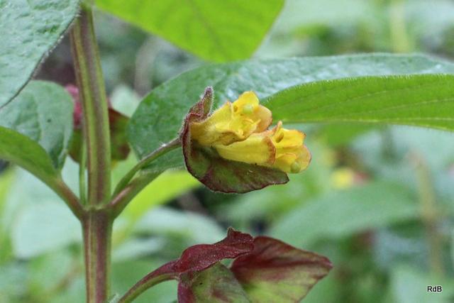 Photo of Twinberry Honeysuckle (Lonicera involucrata var. ledebourii) uploaded by RuuddeBlock