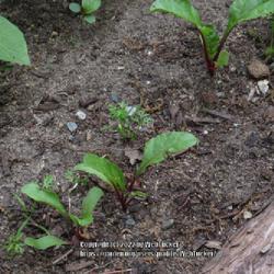 Location: Aberdeen, NC
Date: April 30, 2022
Beets, #1vg, LHB p. 353, 57-2-1, "Latin name of beet".