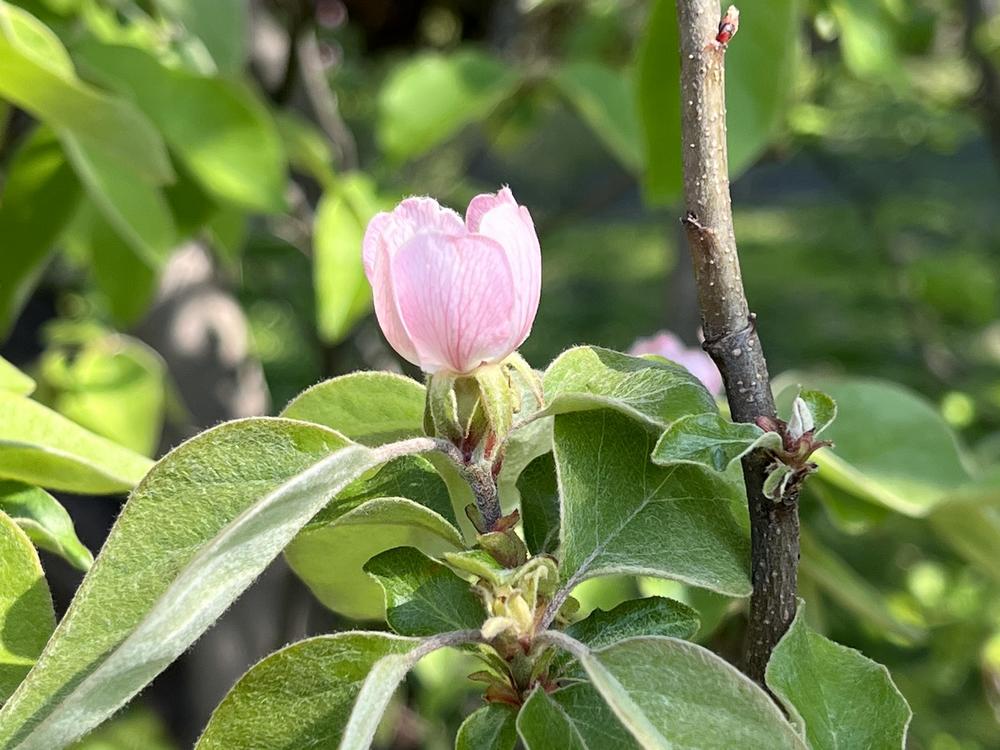 Photo of Quince (Cydonia oblonga) uploaded by bxncbx
