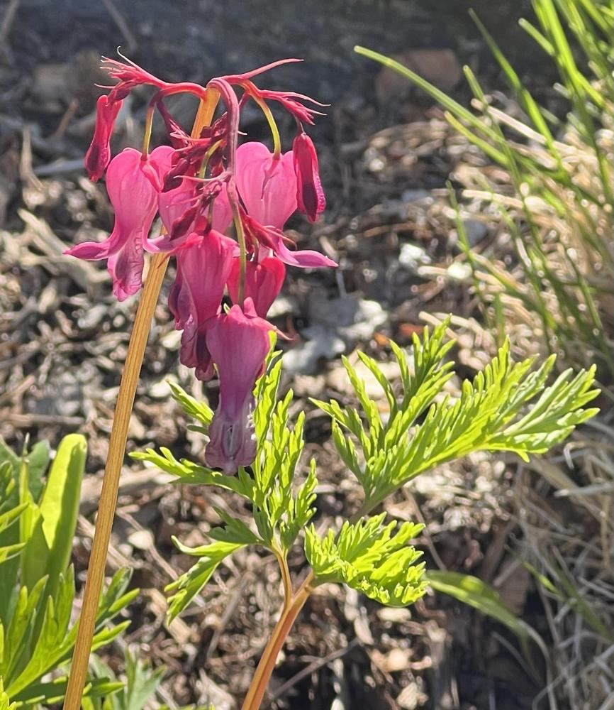 Photo of Wild Bleedingheart (Dicentra eximia) uploaded by bxncbx