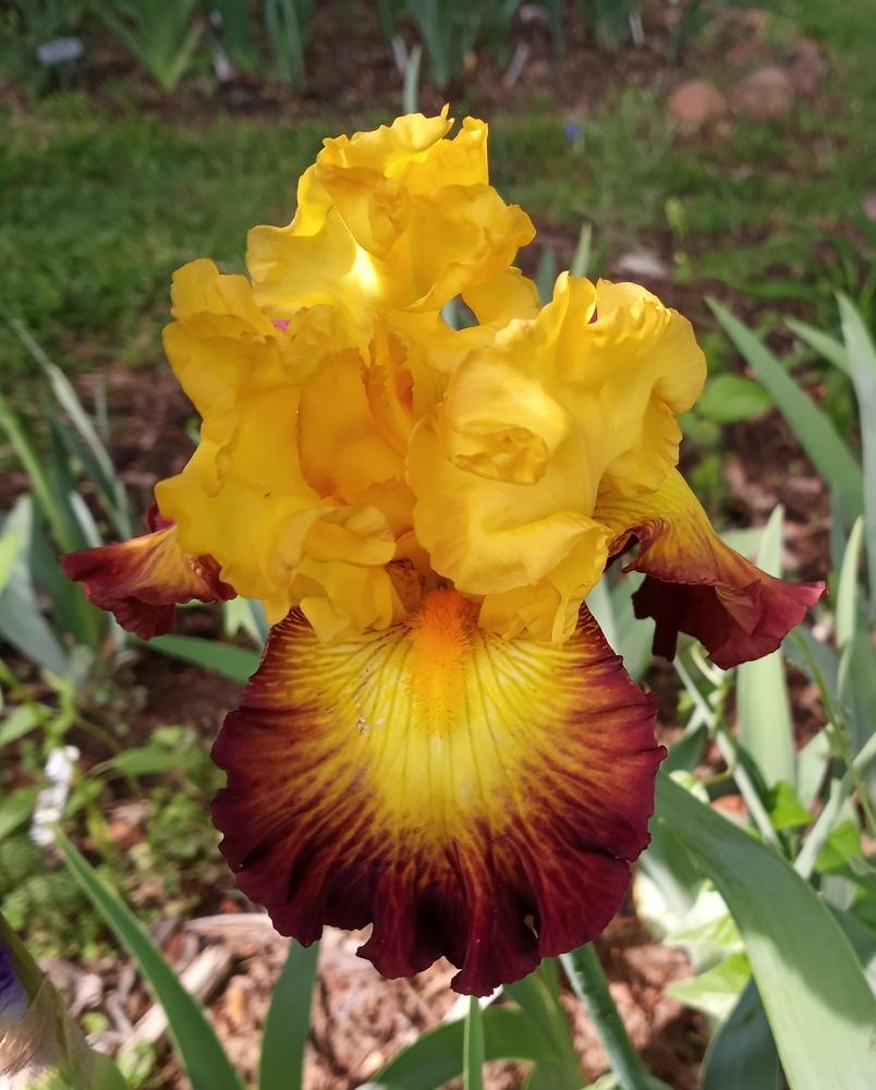Photo of Tall Bearded Iris (Iris 'Summer Shadow') uploaded by FAIRYROSE