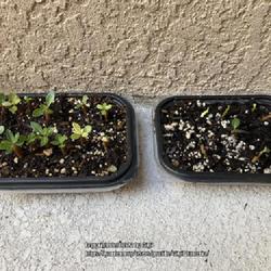 Location: Tampa, Florida
Date: 2022-05-01
My neighbor’s seedlings at 2 weeks old.