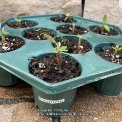 Location: Tampa, Florida
Date: 2022-05-01
My 2 weeks old seedlings, emergency repotting.