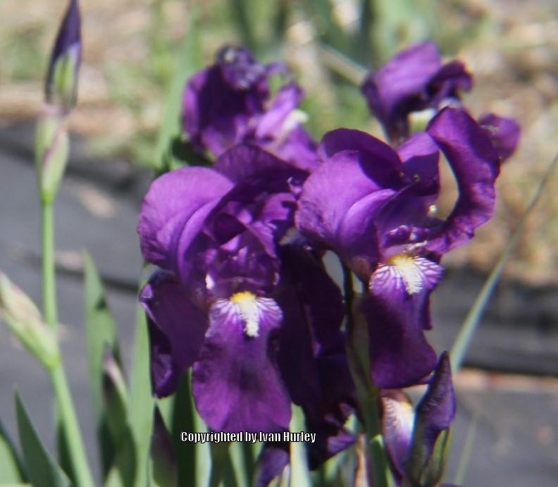 Photo of Intermediate Bearded Iris (Iris 'Crimson King') uploaded by Ivan_N_Tx