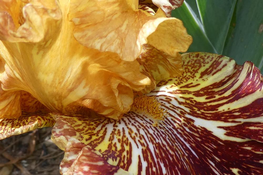 Photo of Tall Bearded Iris (Iris 'Spiced Tiger') uploaded by LoriMT