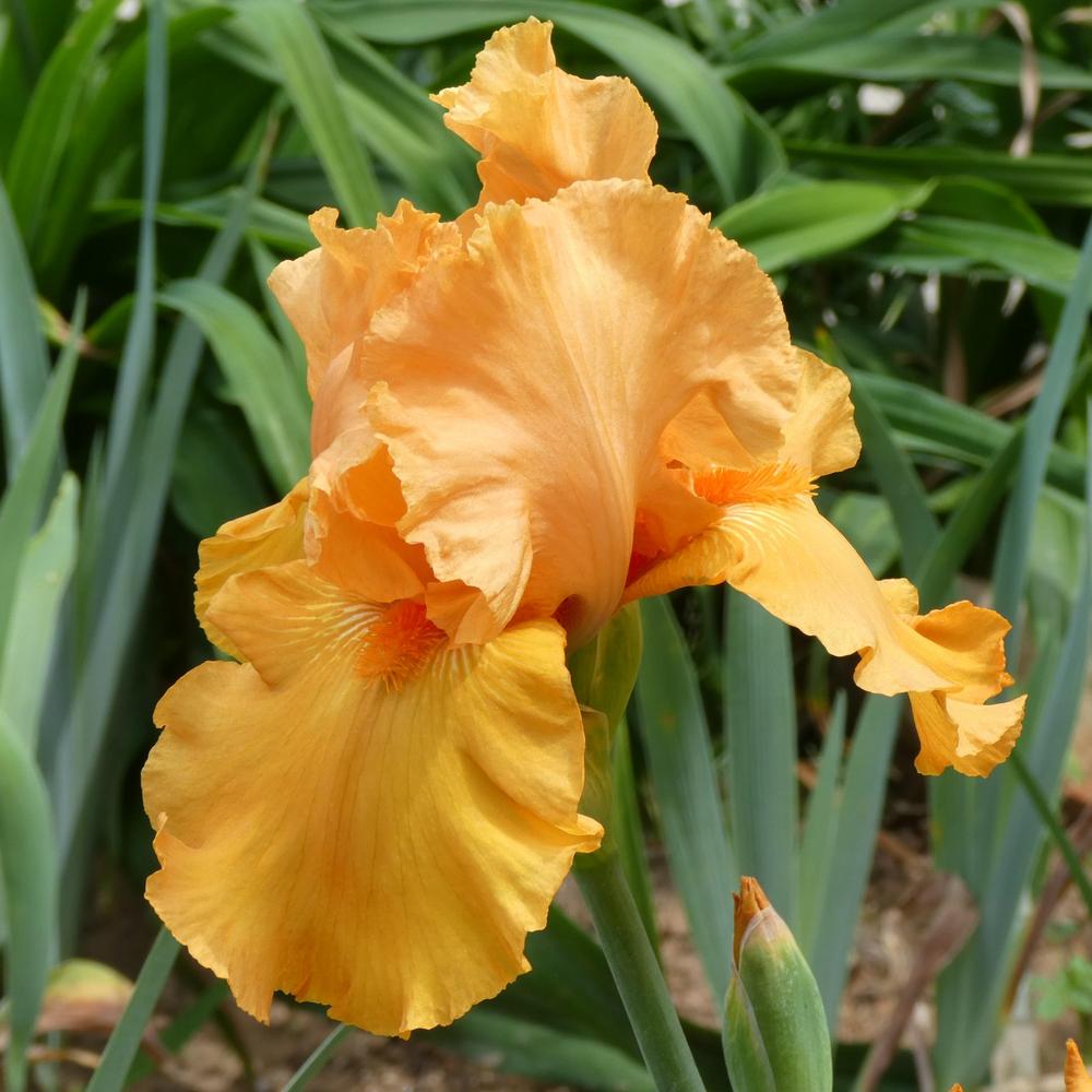 Photo of Tall Bearded Iris (Iris 'Savannah Sunset') uploaded by LoriMT