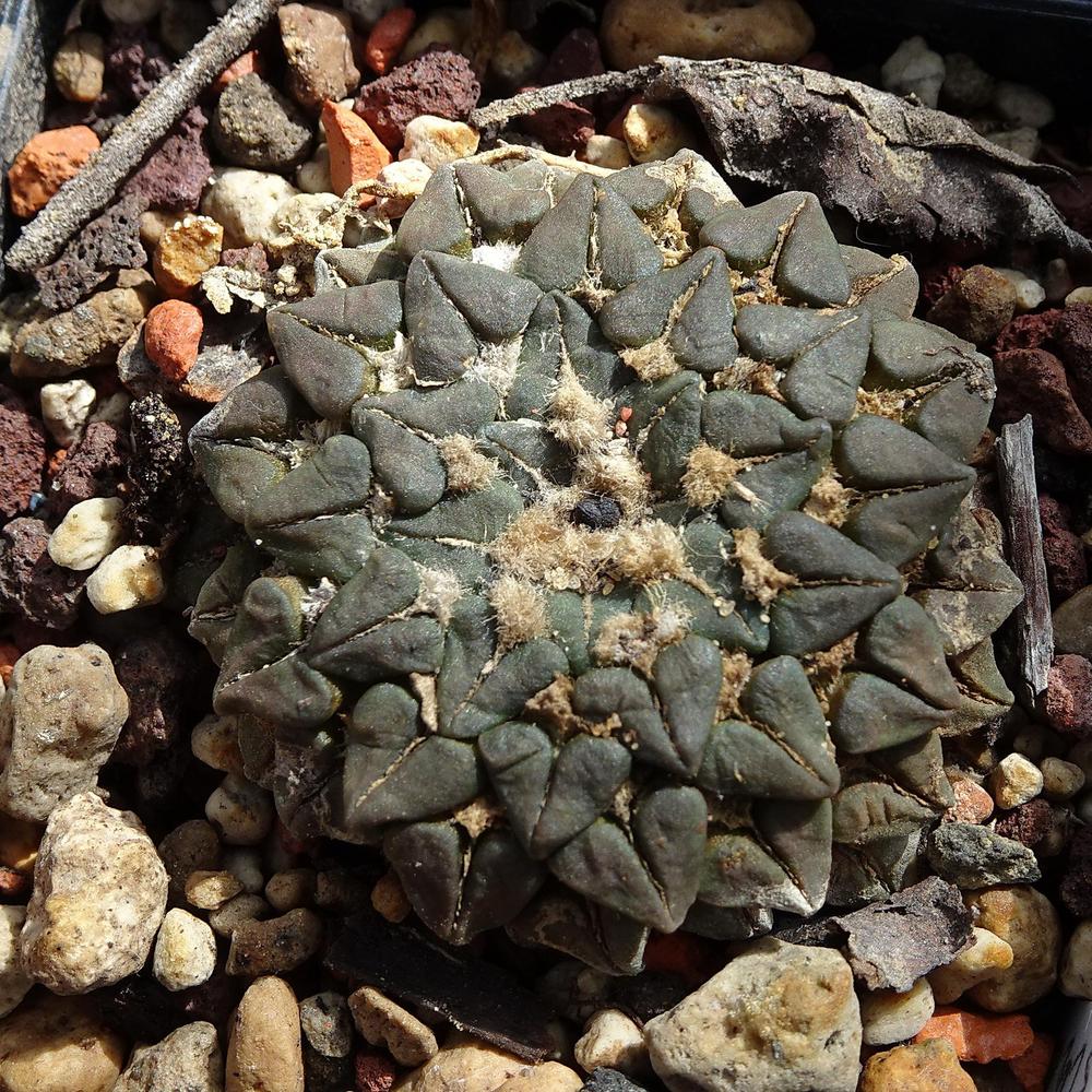 Photo of Living Stone Cactus (Ariocarpus kotschoubeyanus) uploaded by Orsola