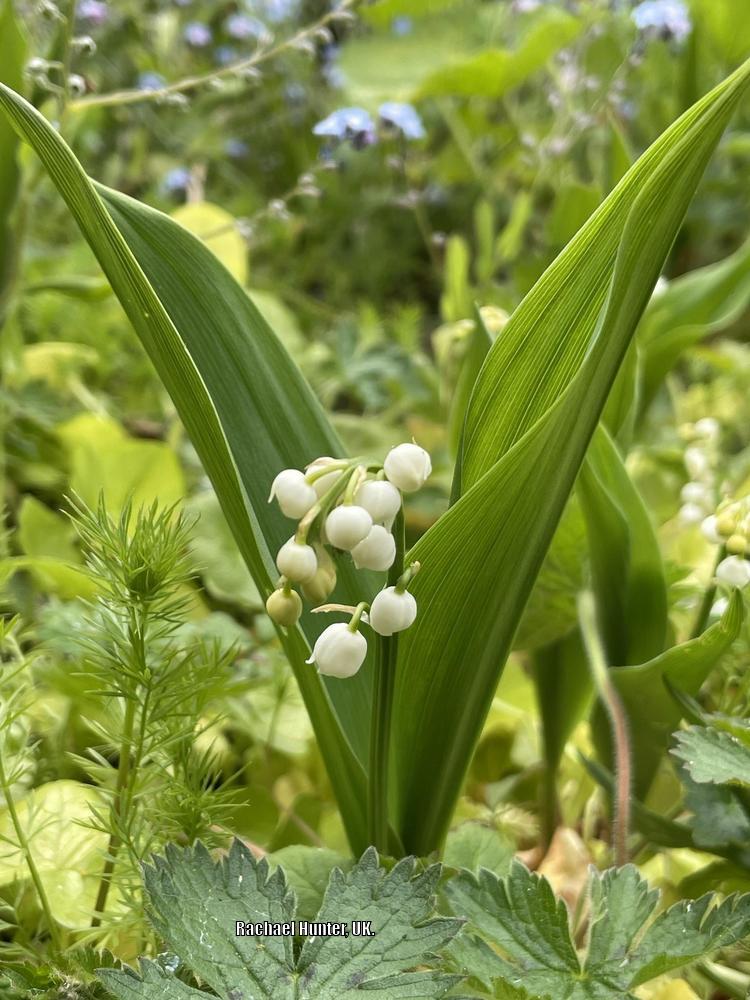 Photo of Lilies of the Valley (Convallaria) uploaded by RachaelHunter