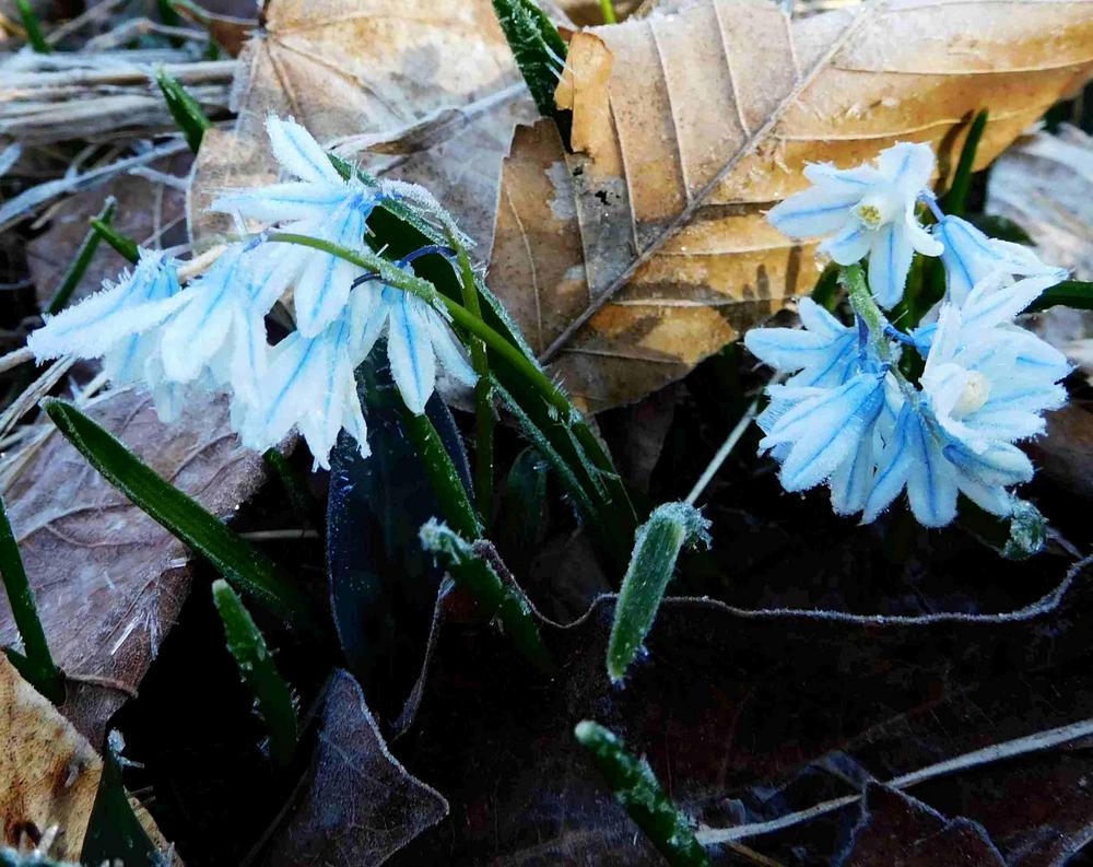 Photo of Striped Squill (Puschkinia scilloides) uploaded by adknative
