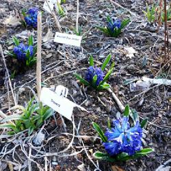 Location: Eagle Bay, New York
Date: 2022-05-01
Hyacinthus orientalis 'Blue Jacket' - 1st year, dry spring, frost