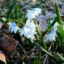 Location: Eagle Bay, New York
Date: 2022-05-01
Striped Squill (Puschkinia scilloides) on a frosty morning
