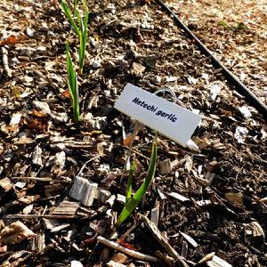 Garlic (Allium sativum 'Metechi'), springtime in zone 3