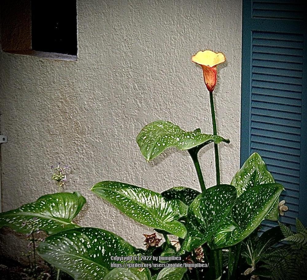 Photo of Calla Lily (Zantedeschia 'Golden Chalice') uploaded by bumplbea