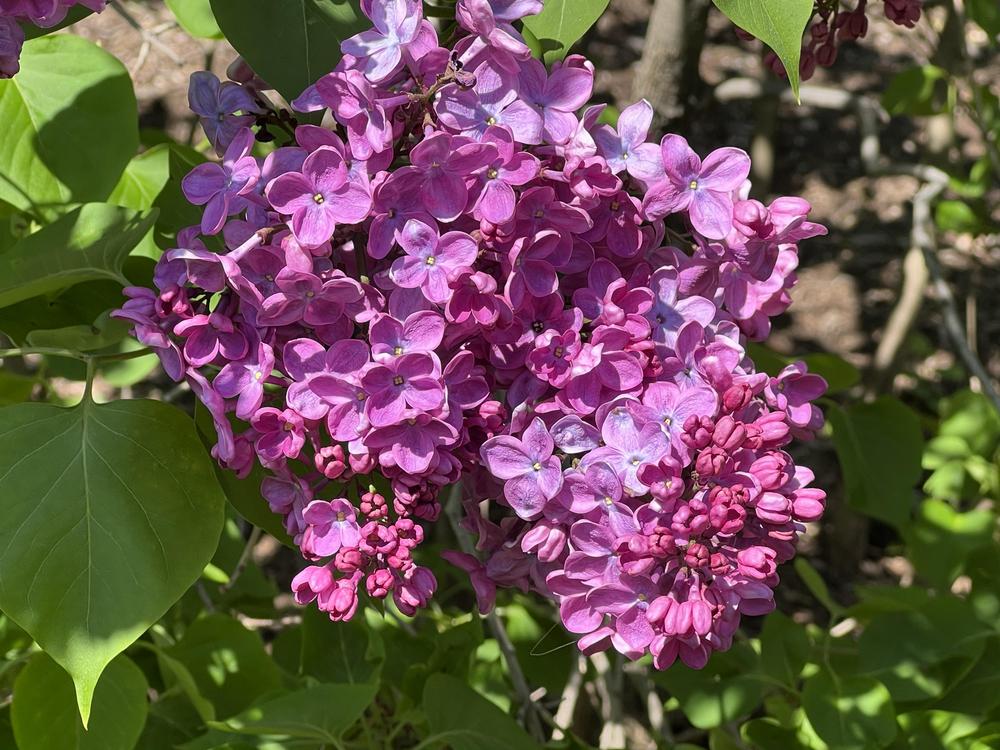 Photo of Common Lilac (Syringa vulgaris 'Margaret Fenicchia') uploaded by bxncbx